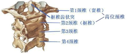 高位頸椎，我們脆弱的生命瓶頸