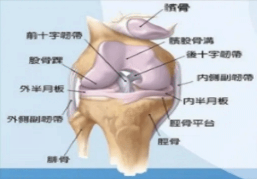 帶你認識膝關節骨性關節炎