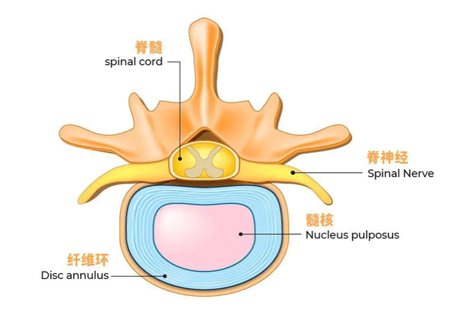 有些人腰痛，并不是因為腎不好