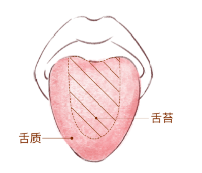 一看就懂！簡單實用的舌診圖譜，教你快速從3方面辨別疾病（多圖教學！）